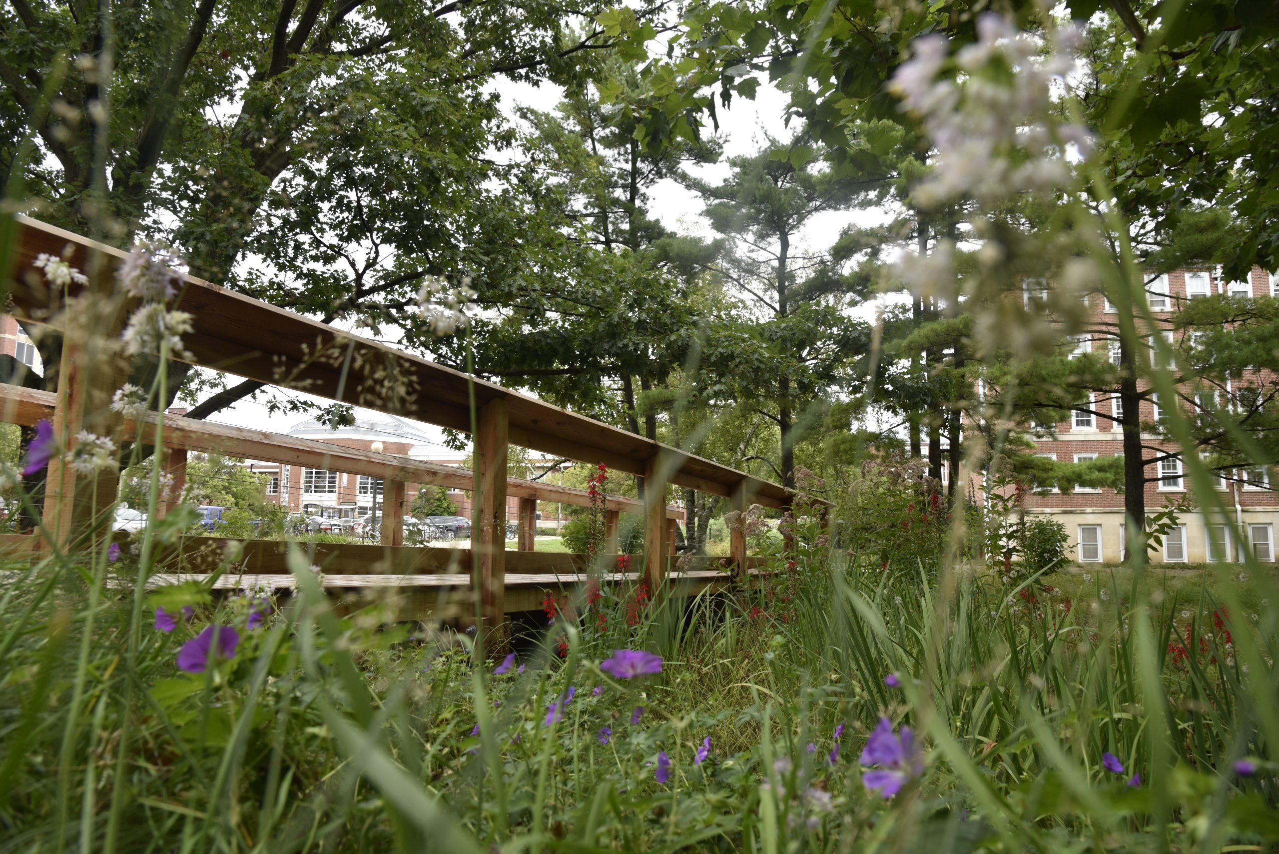 Red Oak Rain Garden bridge